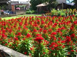 Rực rỡ sắc hoa xuân Gò Vấp