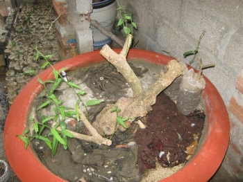 Khánh Hòa: Giá cây "thần dược" tiếp tục tăng cao