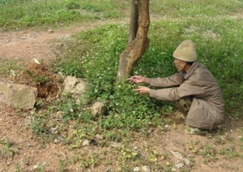 Những cái chết kỳ lạ ở chân núi hình quy ẩn xà