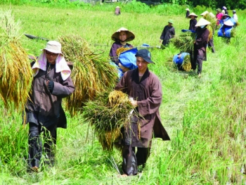 Tăng, Ni cũng tần tảo làm ruộng