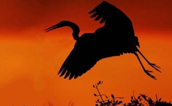 Câu chuyện văn nghệ mùa Vu lan: "Cánh Cò Mang Theo"