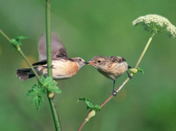 Mùa xuân nào cho cây Bồ đề đất Việt