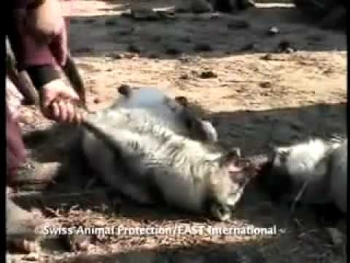 Tội ác lớn nhất của con người là ăn thịt, uống máu chúng sinh