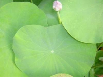 Chữa bệnh bằng lá sen và ngó sen