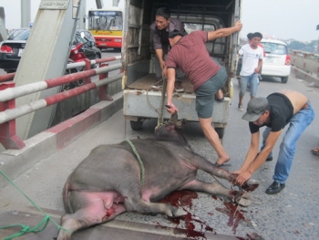 Trâu điên hay Người điên ?