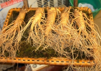 Nhân sâm - Không phải ai cũng dùng được