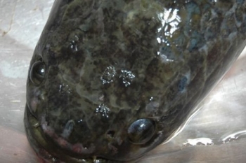 Đổ xô xem cá lóc nổi chữ Hán trên đầu