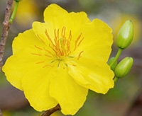 Xuân Như Ngày Ấy