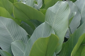 Bài thuốc trị bệnh gan giúp nhiều người trở về từ cõi chết