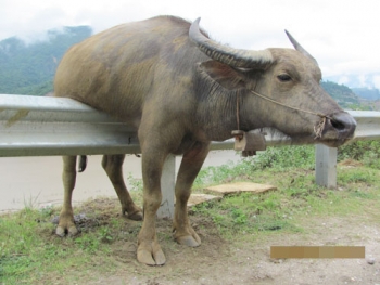 Cảm kích chuyện người cứu… trâu