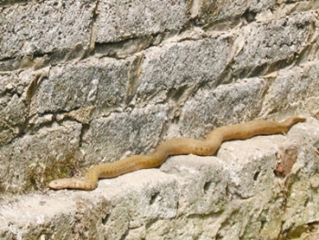 Bắc Giang: Hàng ngàn người khấn vái "rắn thần"