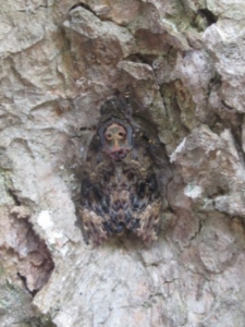 Đổ xô khấn vái đôi bướm lạ có hình mặt..."Phật"