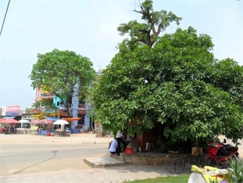 Cây lộc vừng "thiêng" ở Vĩnh Phúc và những cái chết kỳ bí