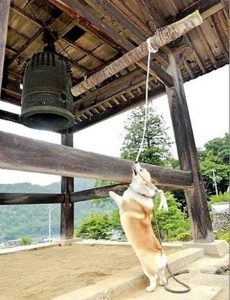 Chú chó 5 năm kéo chuông chùa