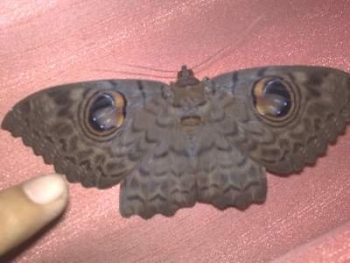 Hải Phòng: xôn xao "bướm mặt người báo oán"