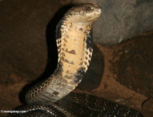 Cả làng hoảng sợ vì rắn hổ chúa tấn công trả thù cho đồng loại