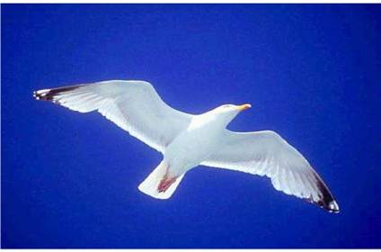 Từ bản chất tâm thức nguyên sinh trong sáng và rạng ngời