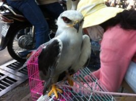 Thú “hoang” bán công khai trước cổng Chùa