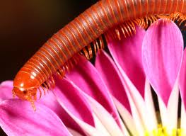 Video: Phật Thuyết Kinh Vô Lượng Thọ