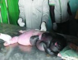 Chấn động về cừu nửa người nửa thú