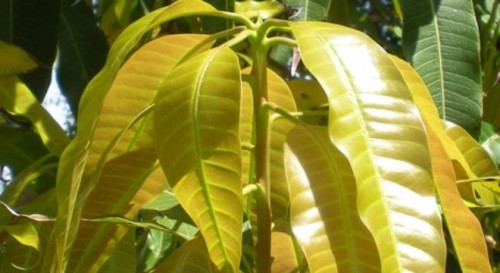 Lá xoài non chữa bệnh tiểu đường hiệu quả mà ít ai ngờ tới