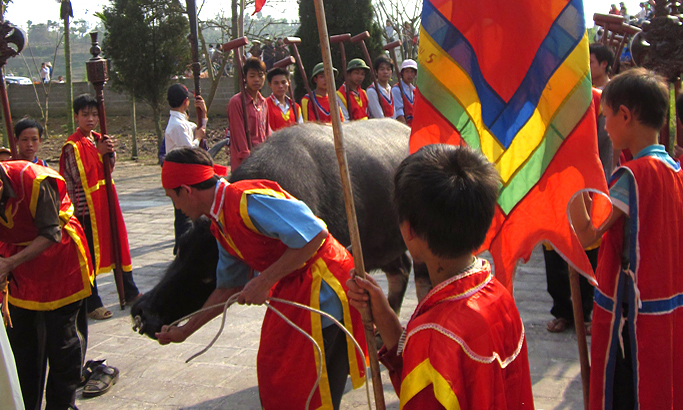 Quá tàn ác về hình ảnh lễ hội Cầu Trâu Phú Thọ