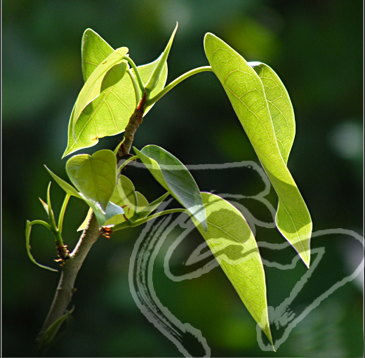 Lòng Bồ đề (P.2)