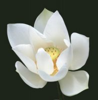 Ca khúc - Dưới đài sen