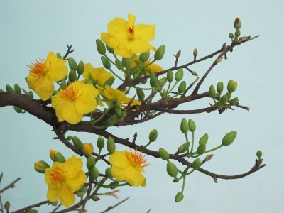 Suy nghĩ từ mùa Xuân – hoa mai của Mãn Giác thiền sư đến tinh thần tu học của người cư sĩ Phật tử hiện nay