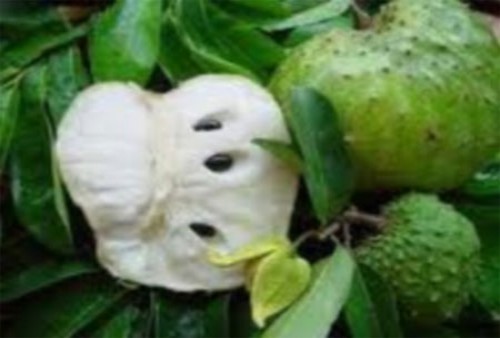 Ngạc nhiên nước ép mãng cầu xiêm trị ung thư