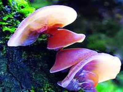 Mộc nhĩ, nấm hương làm thuốc