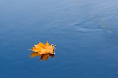 Mỗi người hãy là một chiếc lá