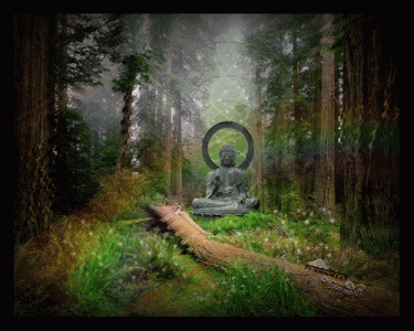 Mùa Hạ trong rừng