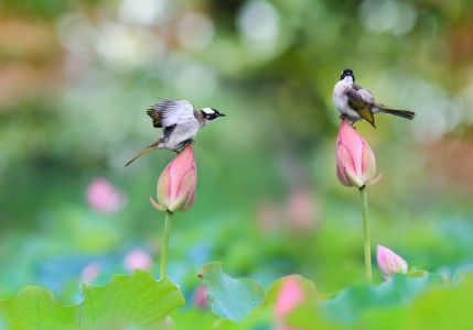 Nên phát tâm tạo quyến thuộc bồ đề