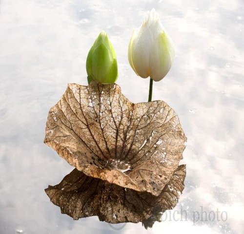 Nhớ ngày giỗ mẹ