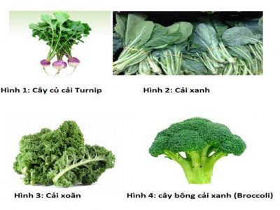 Từ các báo cáo khoa học, Viện dinh dưỡng Hoa Kỳ công bố kết quả về chế độ ăn chay 