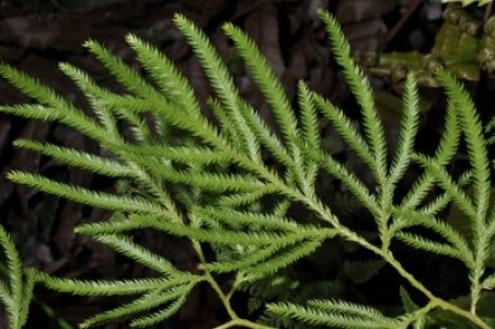 Cây thông đất hỗ trợ chữa bệnh teo não, Alzhermer hiệu quả 