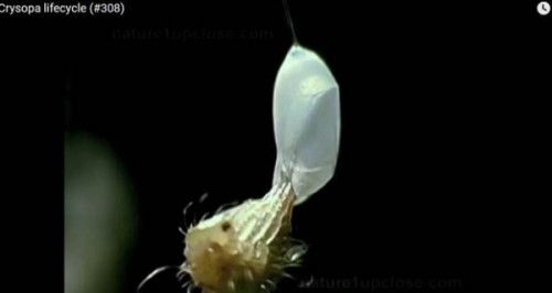 Hoa Ưu đàm và trách nhiệm báo chí truyền thông trong nước 