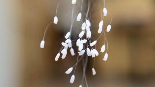 So sánh Hoa Ưu Đàm của Pháp Luân Công và trứng côn trùng công bố bởi trường đại học Ohio State University