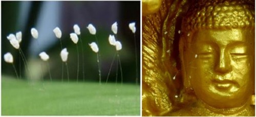 Pháp luân công xuyên tạc truyền thuyết về hoa Ưu Đàm như thế nào?