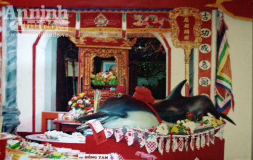 Cá heo chầu Miếu Đỏ mang dòng chữ lạ trên mình