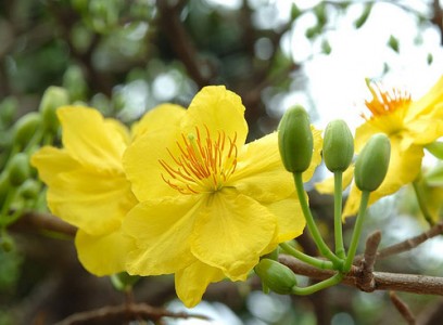 Ngày này năm củ tôi có đọc 'Nhớ cành mai xưa' 