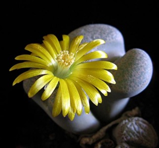 Niềm hy vọng trong cơn cùng cực