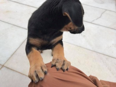 Những ngôi chùa bị nhắc tên về việc nuôi nhốt động vật hoang dã