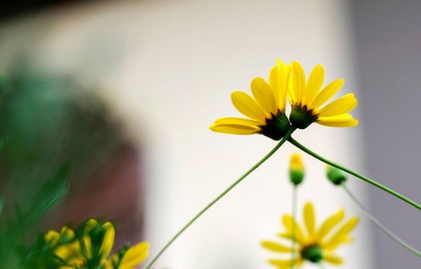 Phiền não và hạnh phúc