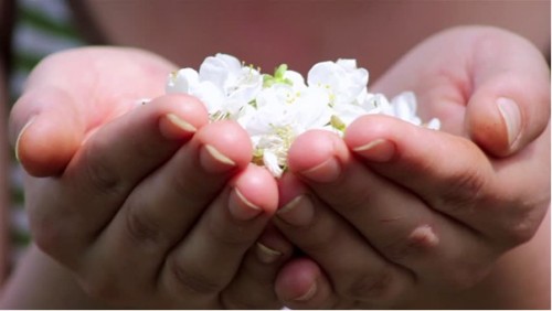 Pháp thiền quán Trân trọng Tri ân