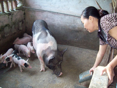 Người Phật tử có nên chăn nuôi