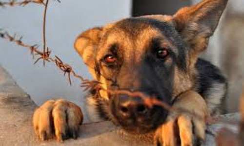 Quả báo của nghiệp hành hạ súc vật