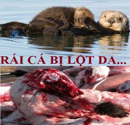 Con rái cá bị lột da khiến thợ săn xuất gia