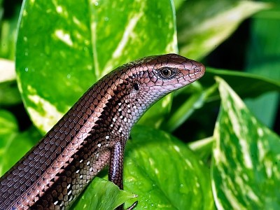 Rắn mối 'báo oán' cả gia đình chết thảm 